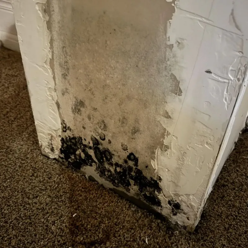 Professional Mold Removal in Worthington, OH
